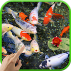 Koi Garden Live Wallpaper 圖標
