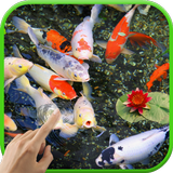 Koi Garden Live Wallpaper icon