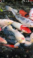 Koi Garden Live Wallpaper 海報