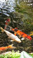 Koi Garden Live Wallpaper 截圖 1