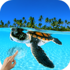 Turtle Underwater 3D Wallpaper icône