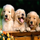 Dog Wallpaper APK