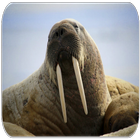 Walrus sounds icon