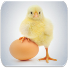 Baby Chick sounds آئیکن