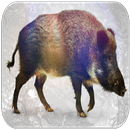 Boar Sounds APK