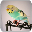 suoni Parakeet