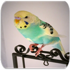 Parakeet sounds icon
