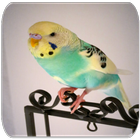 Icona suoni Parakeet