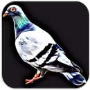 Pigeon Sounds-APK