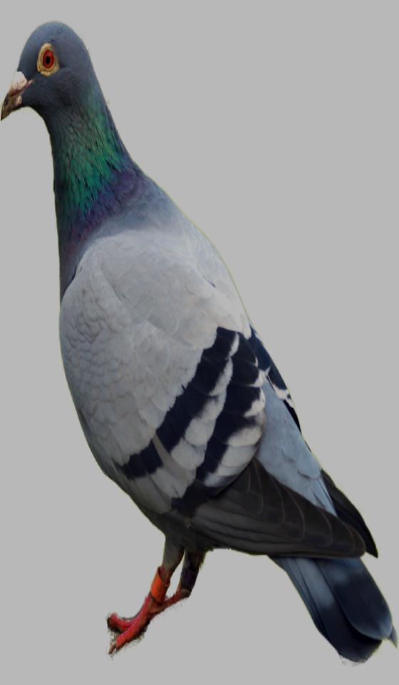 Pigeon Sound Effect Mp3 Free Download Pigeon Sound Effect Mp3 Free Download