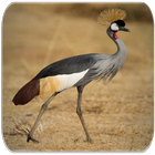 Crane bird sounds-icoon