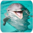 sons Dolphin