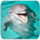 آیکون‌ Dolphin sounds