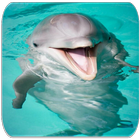 Дельфин звуки иконка