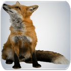 Fox sounds icon