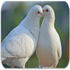 Lovebird sounds-icoon