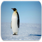 Penguin sounds icon