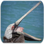 sons de pássaros Pelican ícone