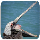 Pelican Bird sounds icon