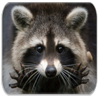 Raccoon Sounds simgesi