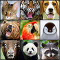Animal Sounds Fun