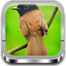 Fondos de pantalla de Aves APK