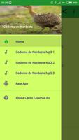 Canto Codorna do Nordeste screenshot 3