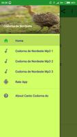 Canto Codorna do Nordeste اسکرین شاٹ 3
