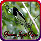 Kicau Burung Jagal Papua icon