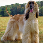 Dog Puzzle: Afghan Hound icon