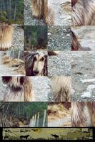 Dog Puzzle: Afghan Hound ảnh chụp màn hình 2