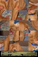 Dog Puzzle: Vizsla imagem de tela 2