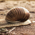 Snail Puzzle icono