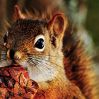 Squirrel Puzzle icon