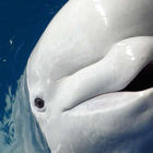 Beluga whale Puzzle ícone