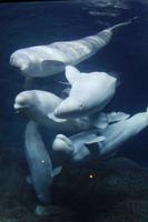 Beluga whale Puzzle imagem de tela 3