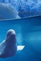 Beluga whale Puzzle Cartaz