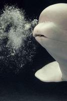 Beluga whale Puzzle imagem de tela 1