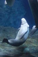 Beluga whale Puzzle imagem de tela 2