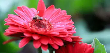 Gerbera Puzzle