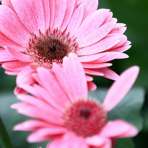 Gerbera Puzzle