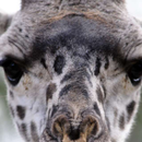 Giraffe Puzzle APK