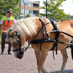 Horse-drawn <span class=red>Vehicle</span> Puzzle