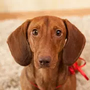 Dachshund Puzzle
