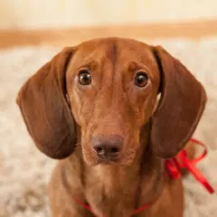 Dachshund Puzzle APK Herunterladen