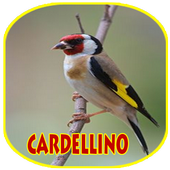 SCARICA CANTO CARDELLINO MP3 DA