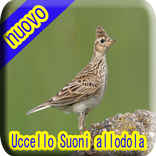 Allodola Uccello