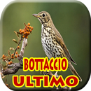 Uccello Bottaccio APK
