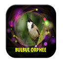 Sonnerie oiseau bulbul orphee APK