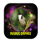 Sonnerie oiseau bulbul orphee icône